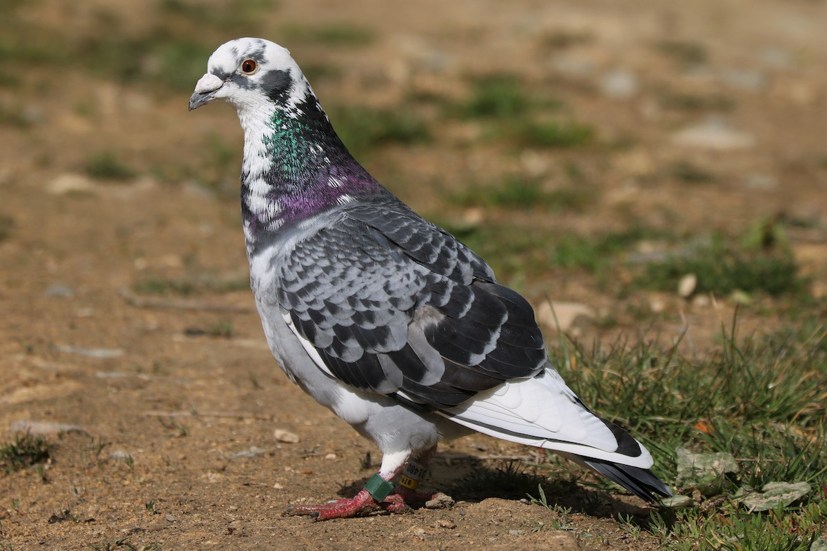 Rock Pigeon (Feral Pigeon) - ML334503871