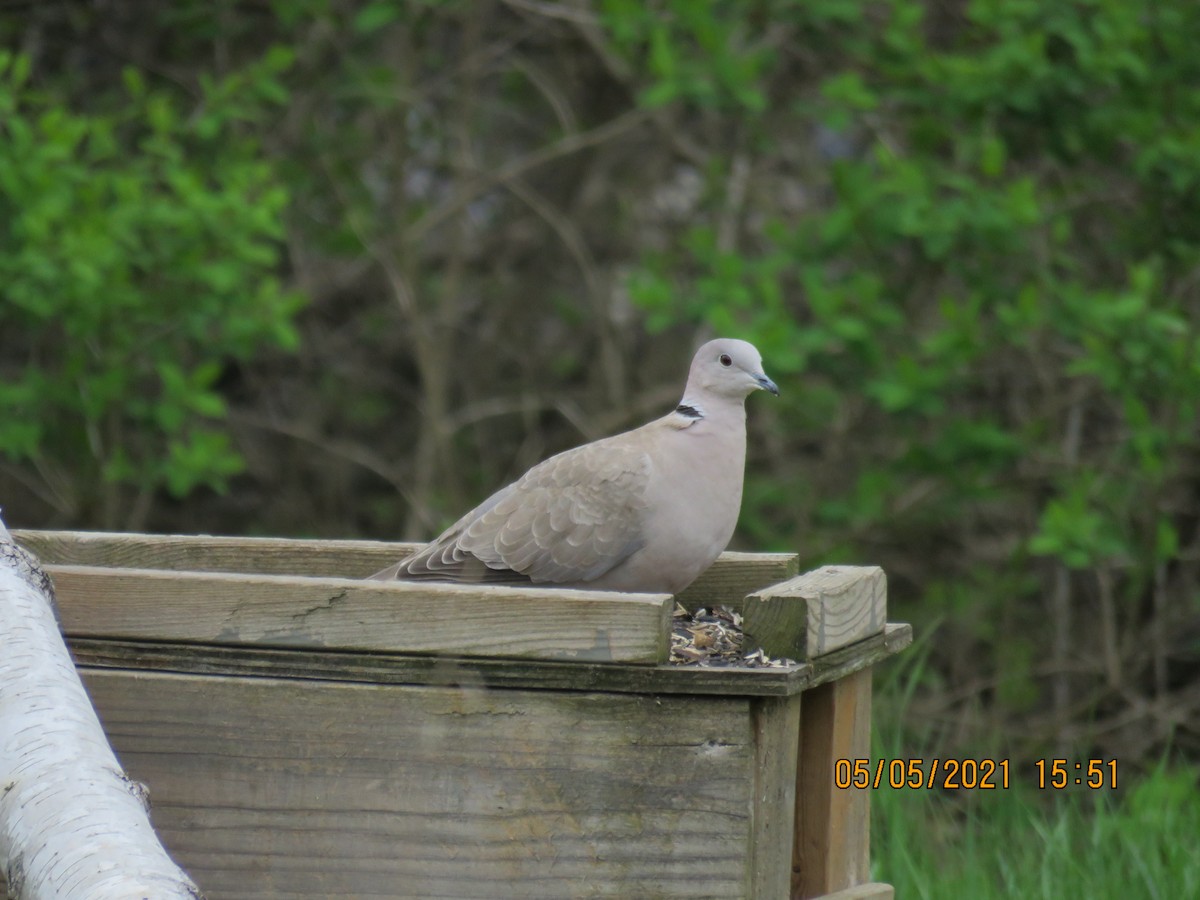 Eurasian Collared-Dove - ML334504611