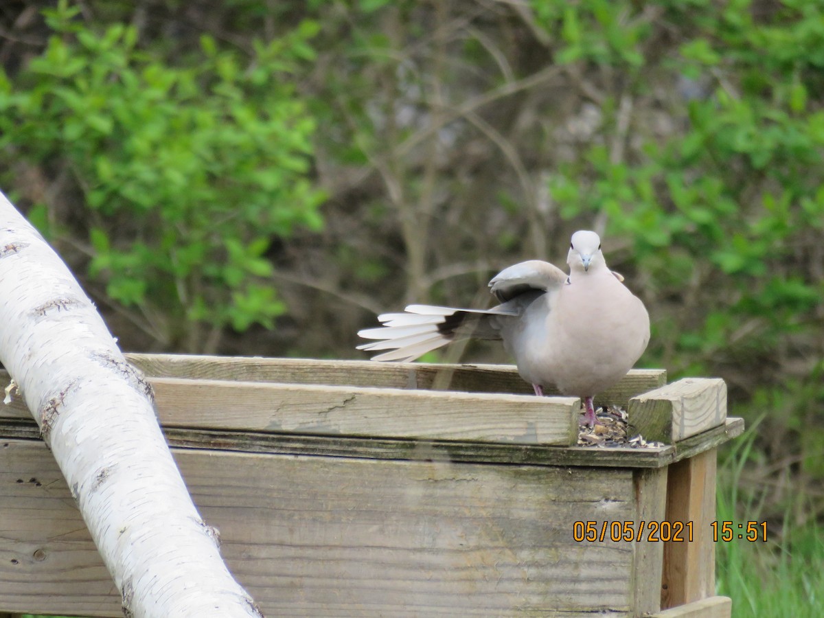 Eurasian Collared-Dove - ML334504661