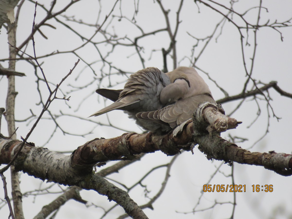 Eurasian Collared-Dove - ML334504681