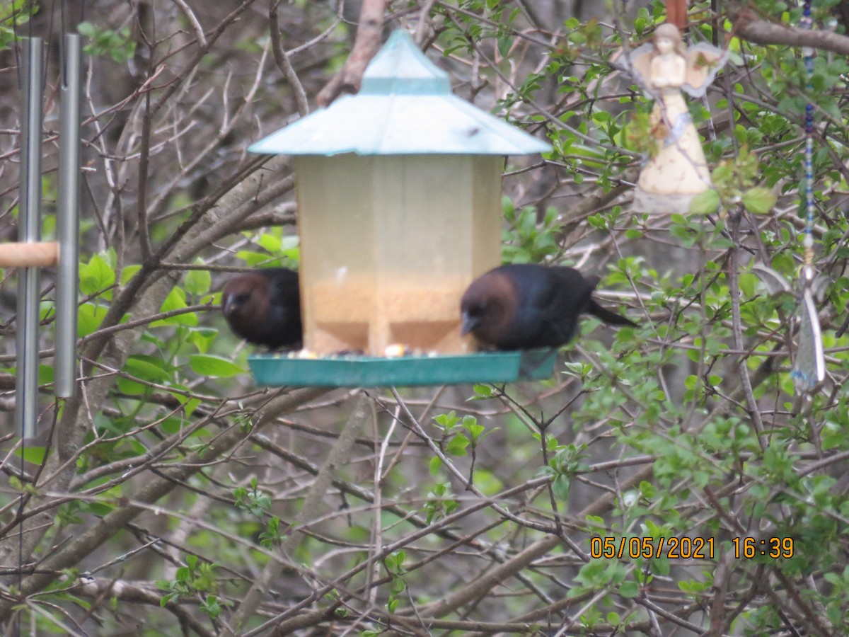 Brown-headed Cowbird - Langis Sirois