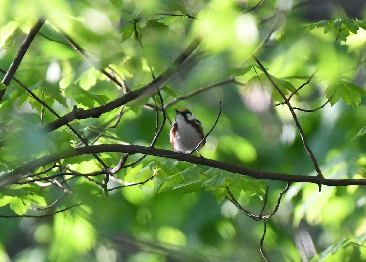 brunsideparula - ML334507101
