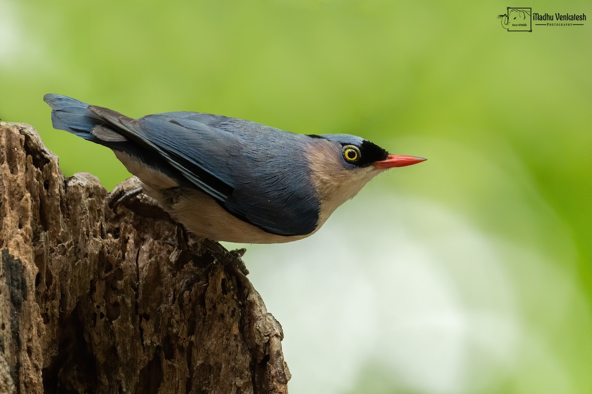 Velvet-fronted Nuthatch - Madhu Venkatesh