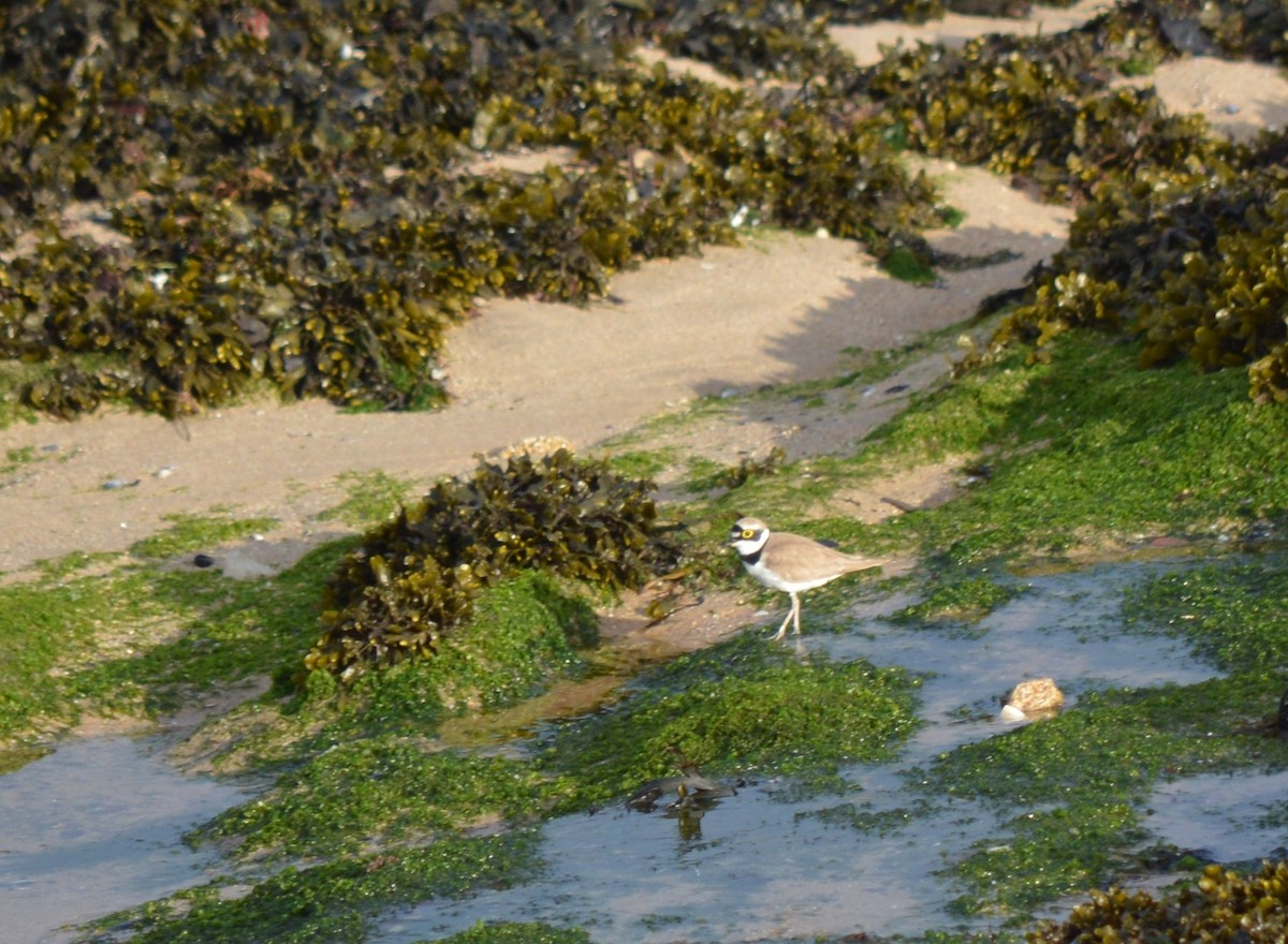 Little Ringed Plover - ML334508591