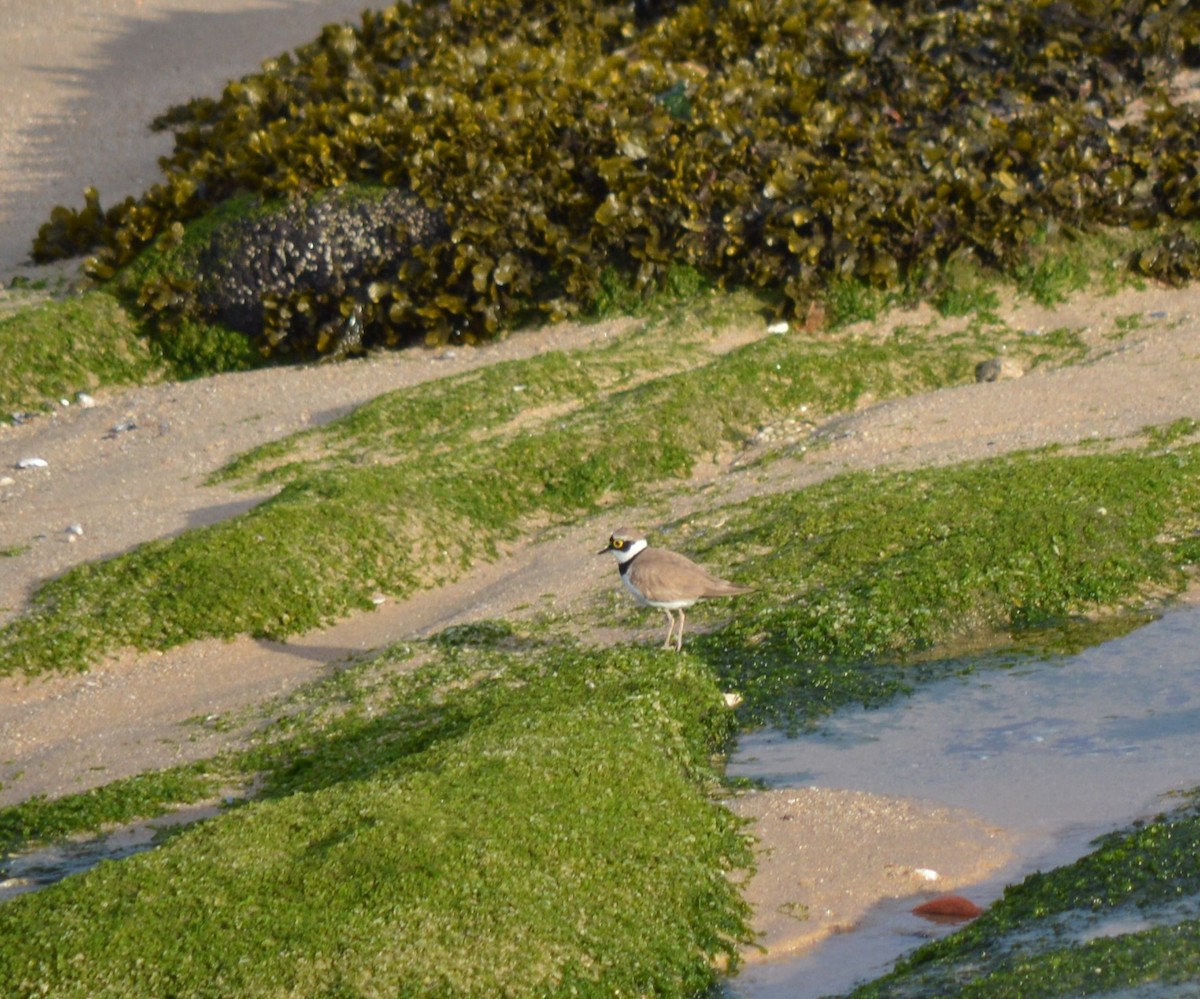 Little Ringed Plover - Sandra Fernandes