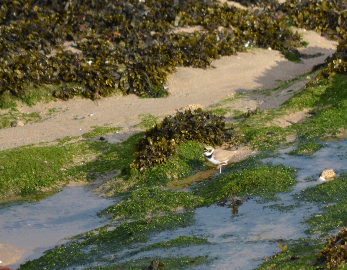 Little Ringed Plover - ML334508611