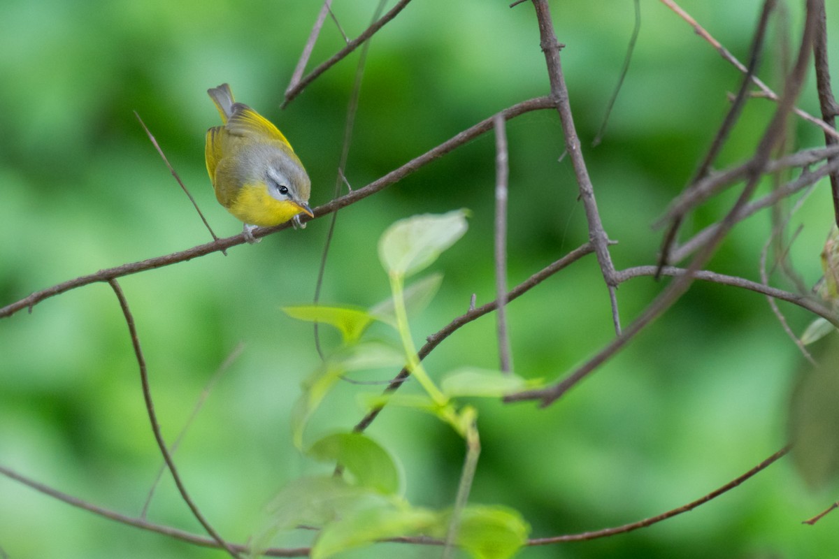 Gray-hooded Warbler - ML334508701