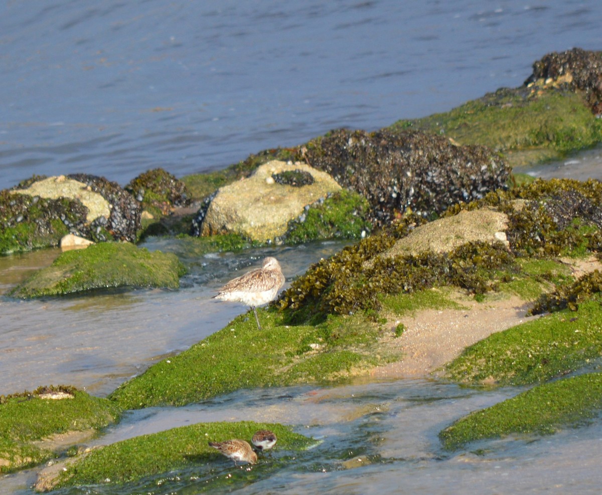 Bar-tailed Godwit - ML334508751