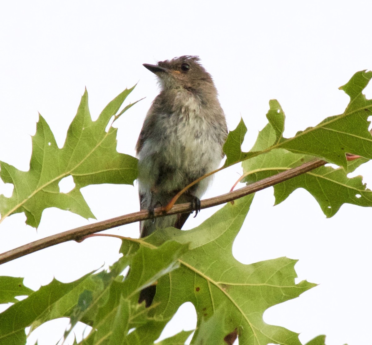 Eastern Phoebe - ML33450991