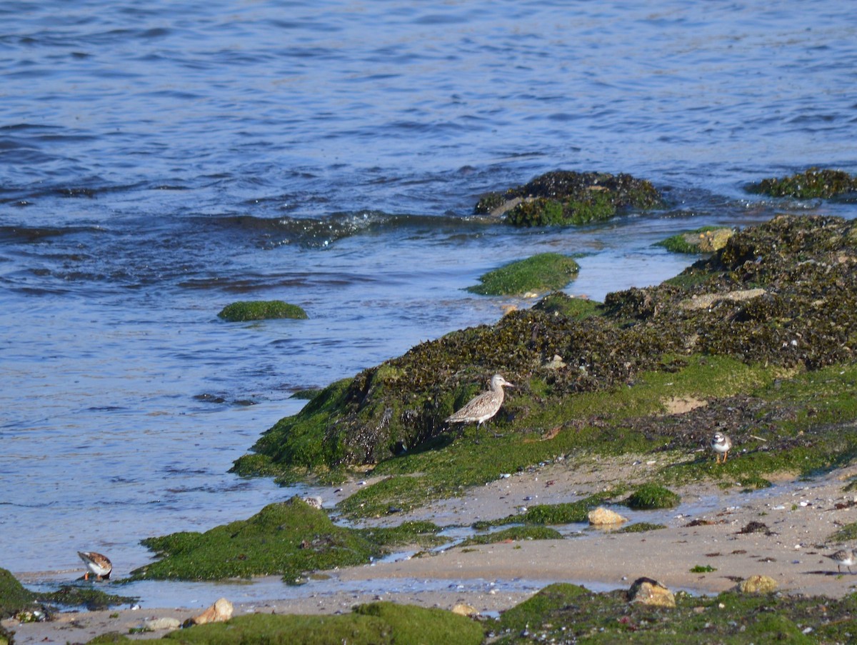 Bar-tailed Godwit - ML334510311