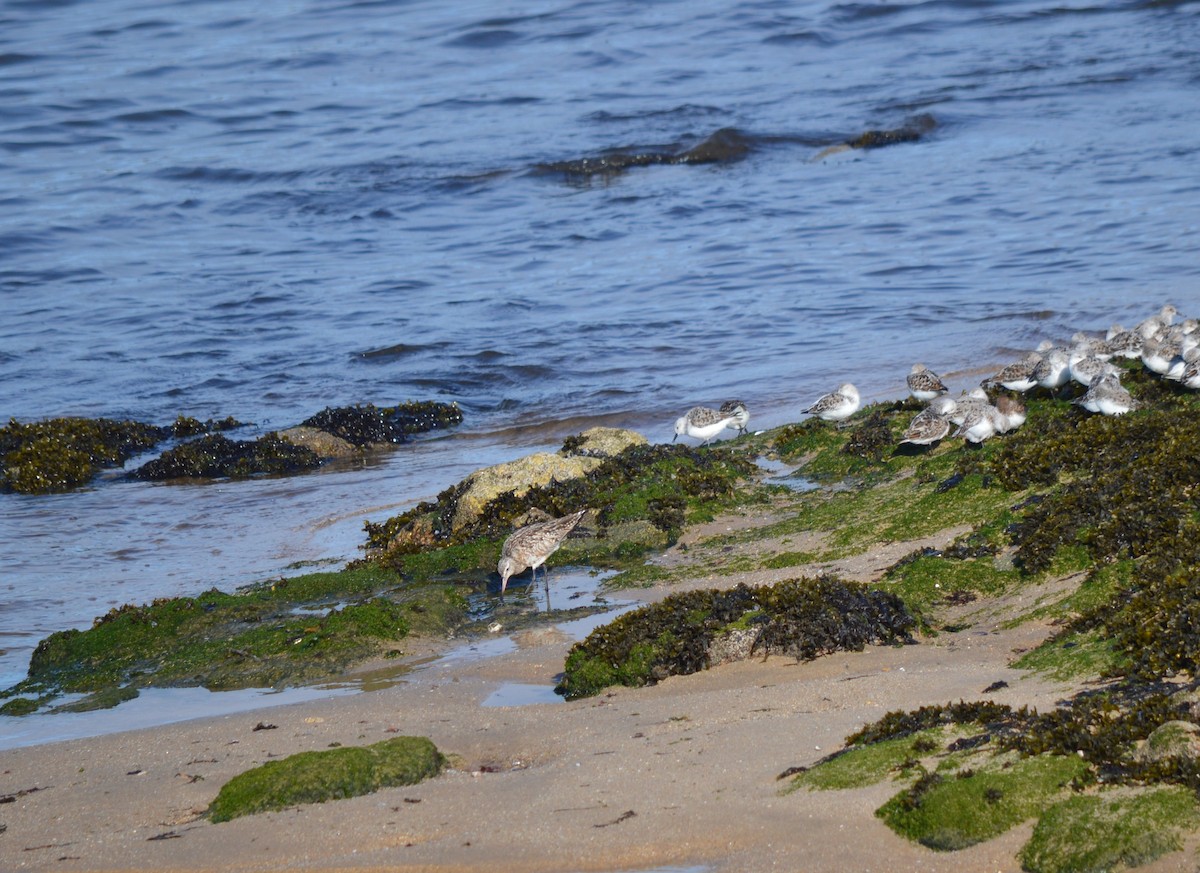 Bar-tailed Godwit - ML334510441