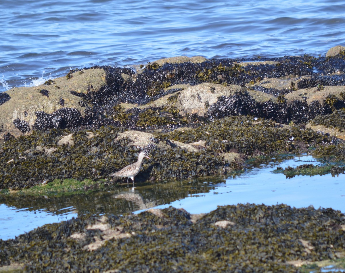 Bar-tailed Godwit - ML334510871