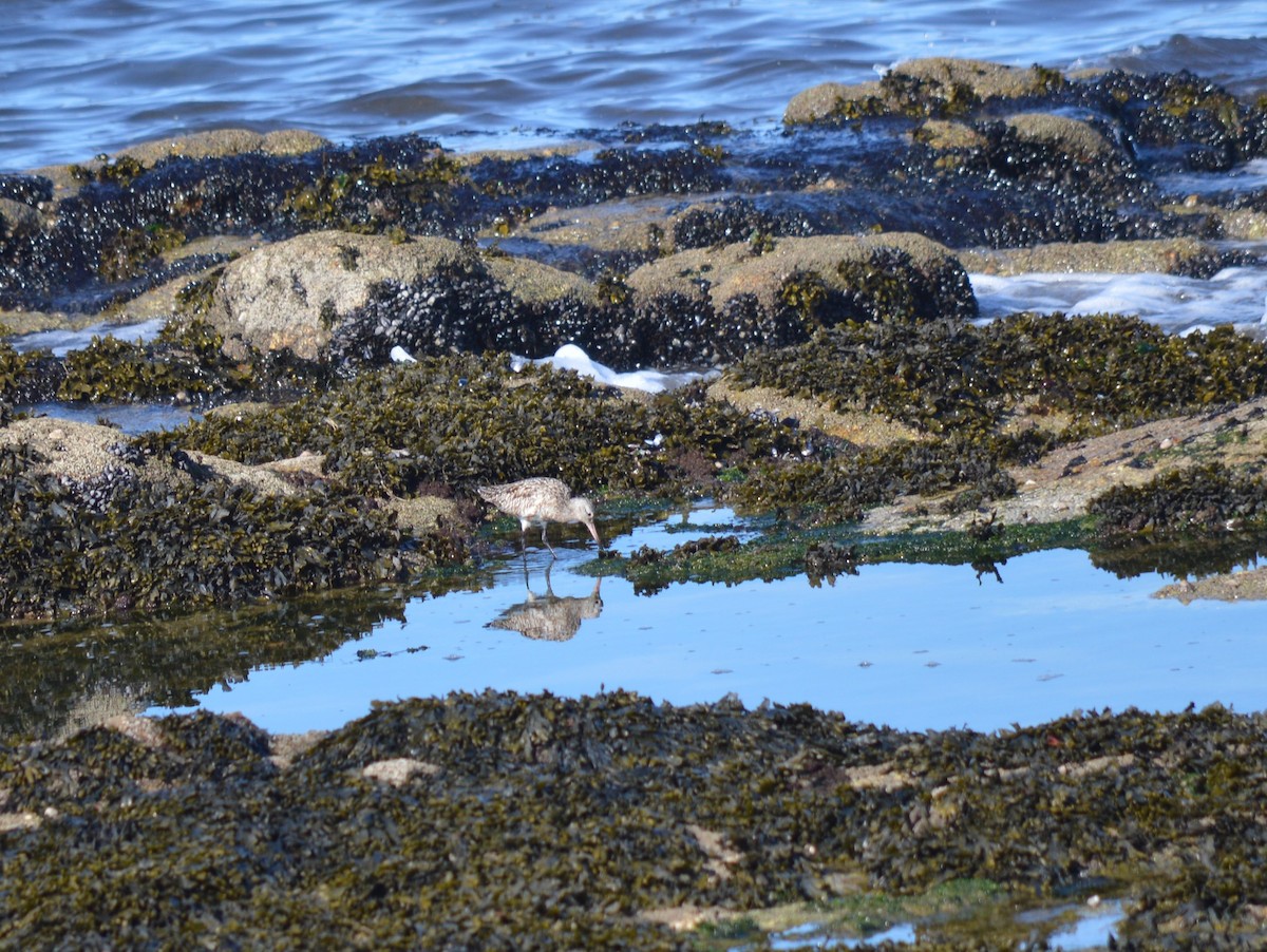 Bar-tailed Godwit - ML334510921