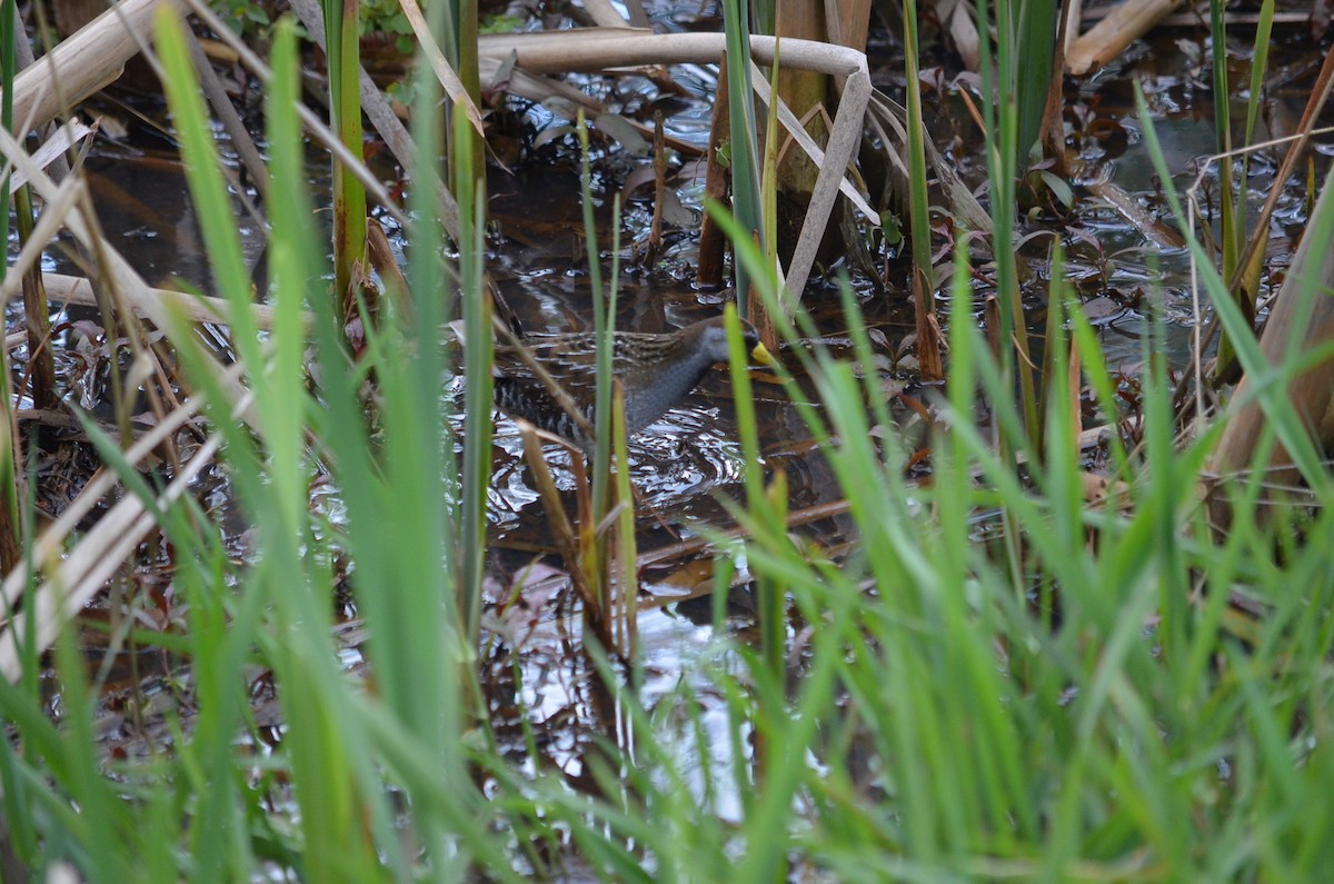 Ebird checklist 26 apr 2021 chilliwack walden park 10 species