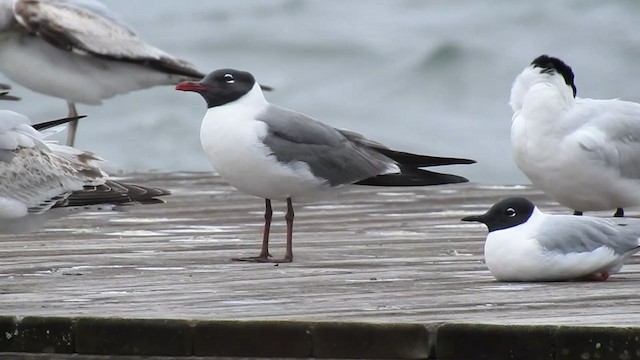 Gaviota Guanaguanare - ML334513431