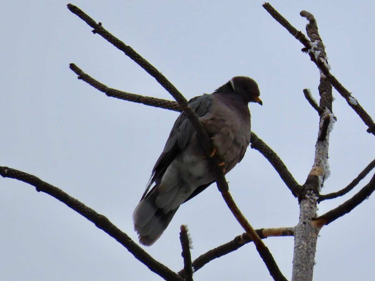 Band-tailed Pigeon - ML334515001