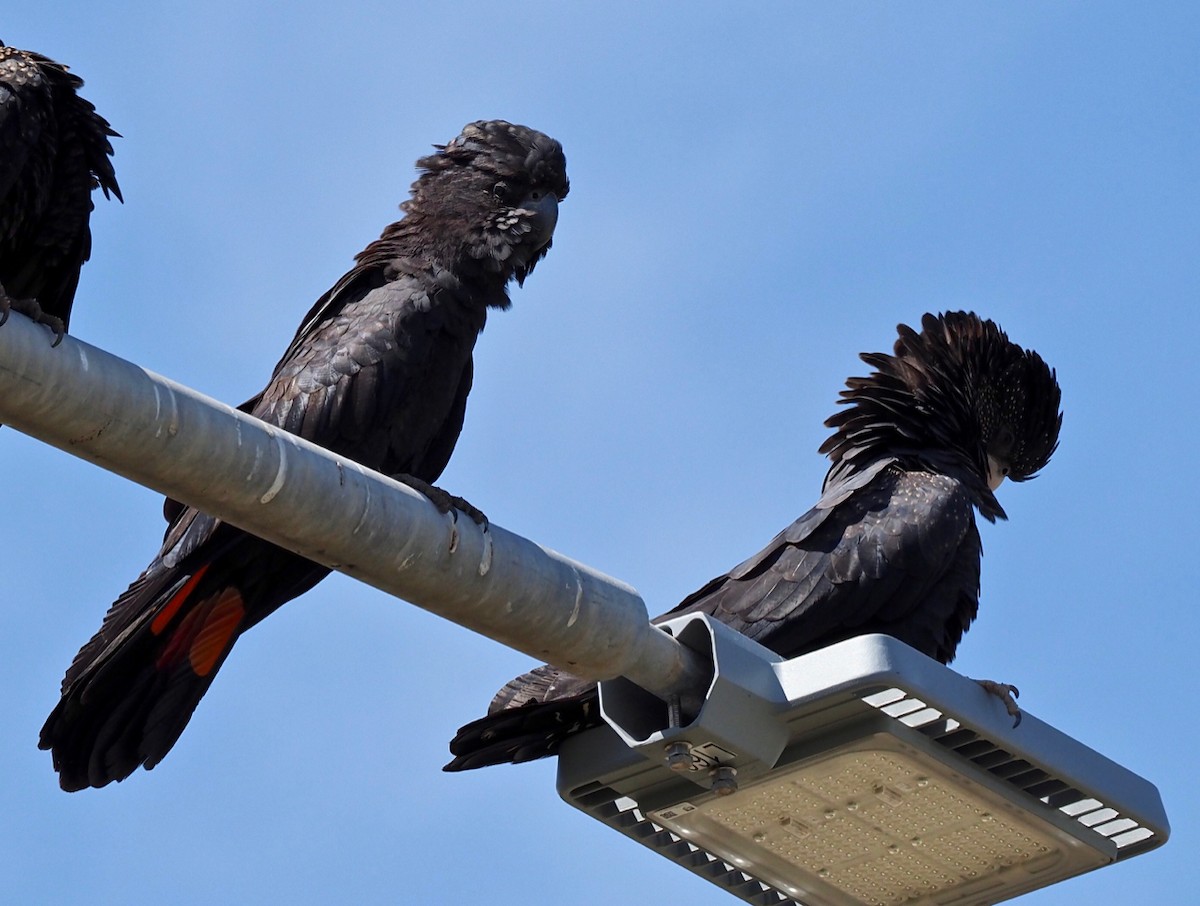 Red-tailed Black-Cockatoo - ML334518101