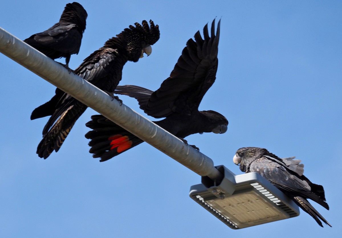 Red-tailed Black-Cockatoo - ML334518111