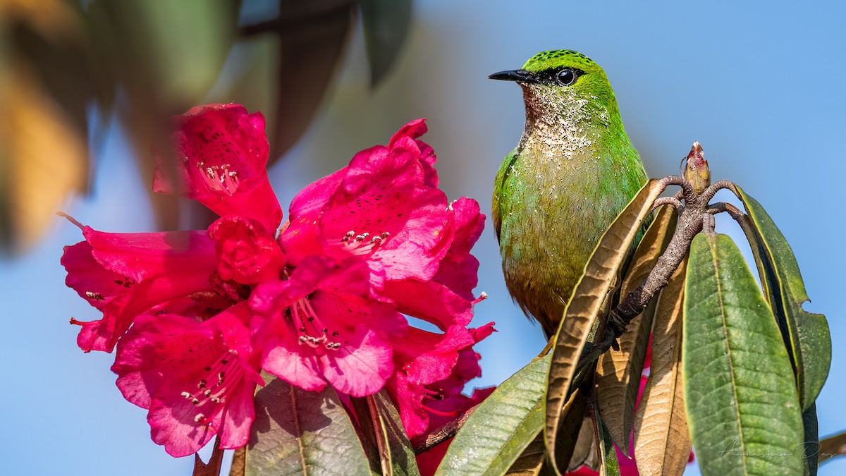 Fire-tailed Myzornis - ML334518941