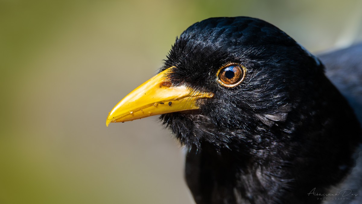 Yellow-billed Blue-Magpie - ML334521851