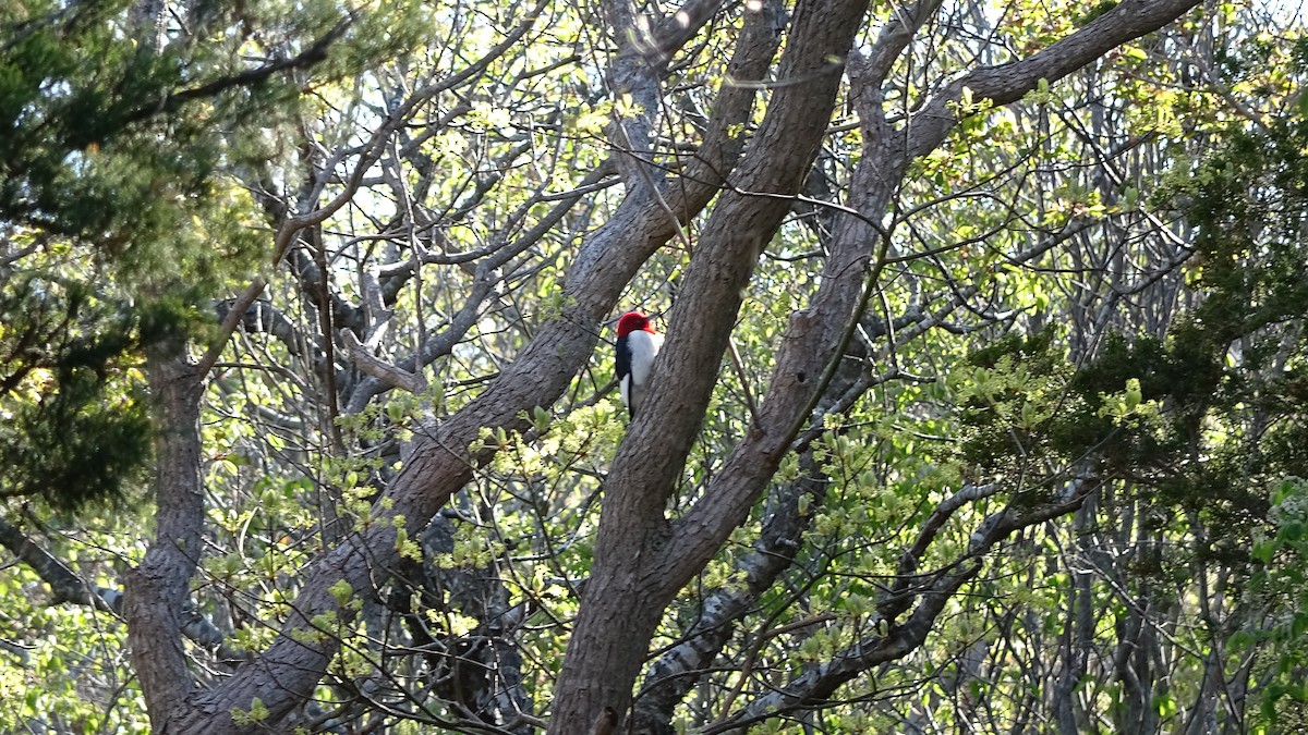 Pic à tête rouge - ML334522561