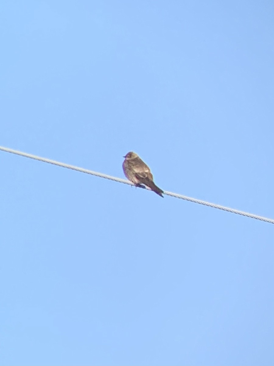 Northern Rough-winged Swallow - ML334522671