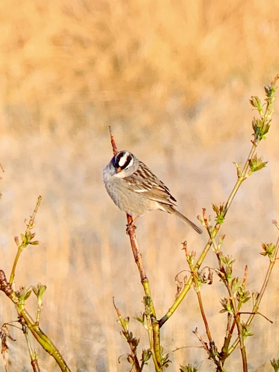 White-crowned Sparrow - ML334522721
