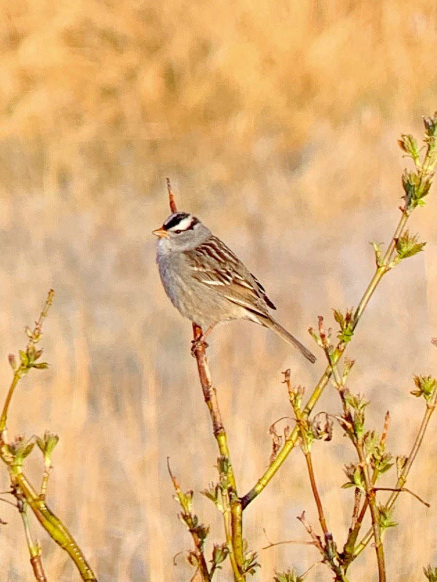 White-crowned Sparrow - ML334522731
