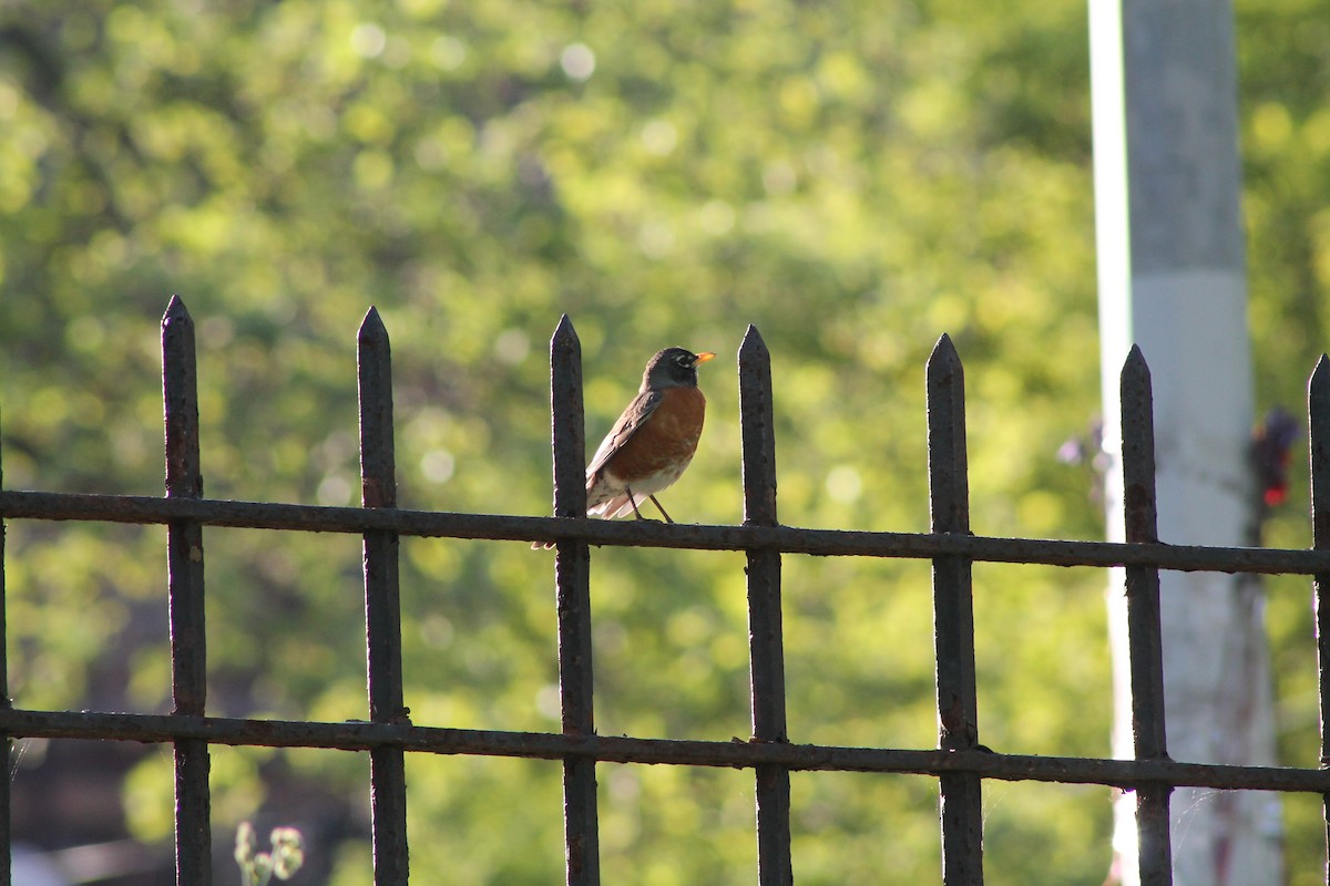 American Robin - ML334522841