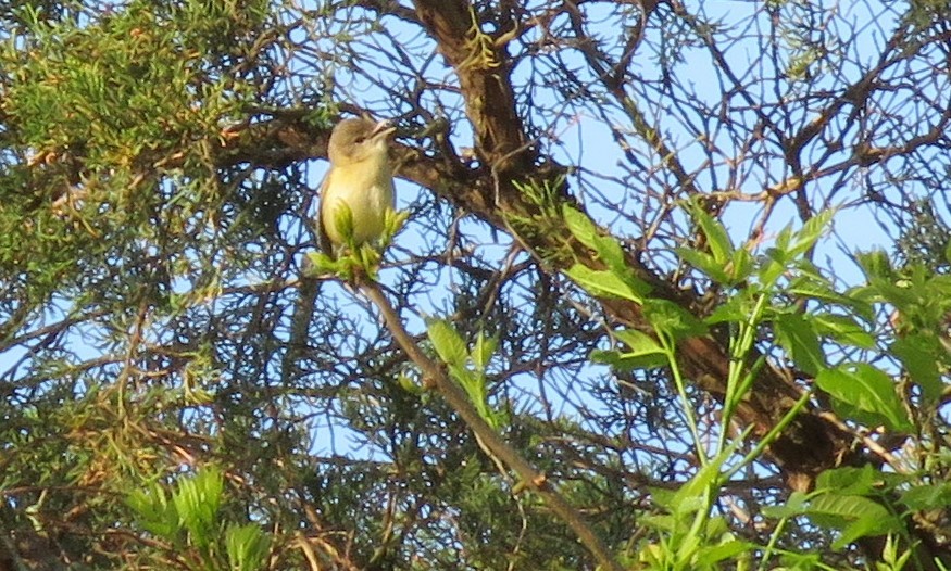 Bell's Vireo - ML334525451