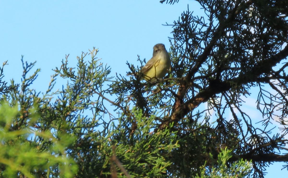 Bell's Vireo - ML334525471
