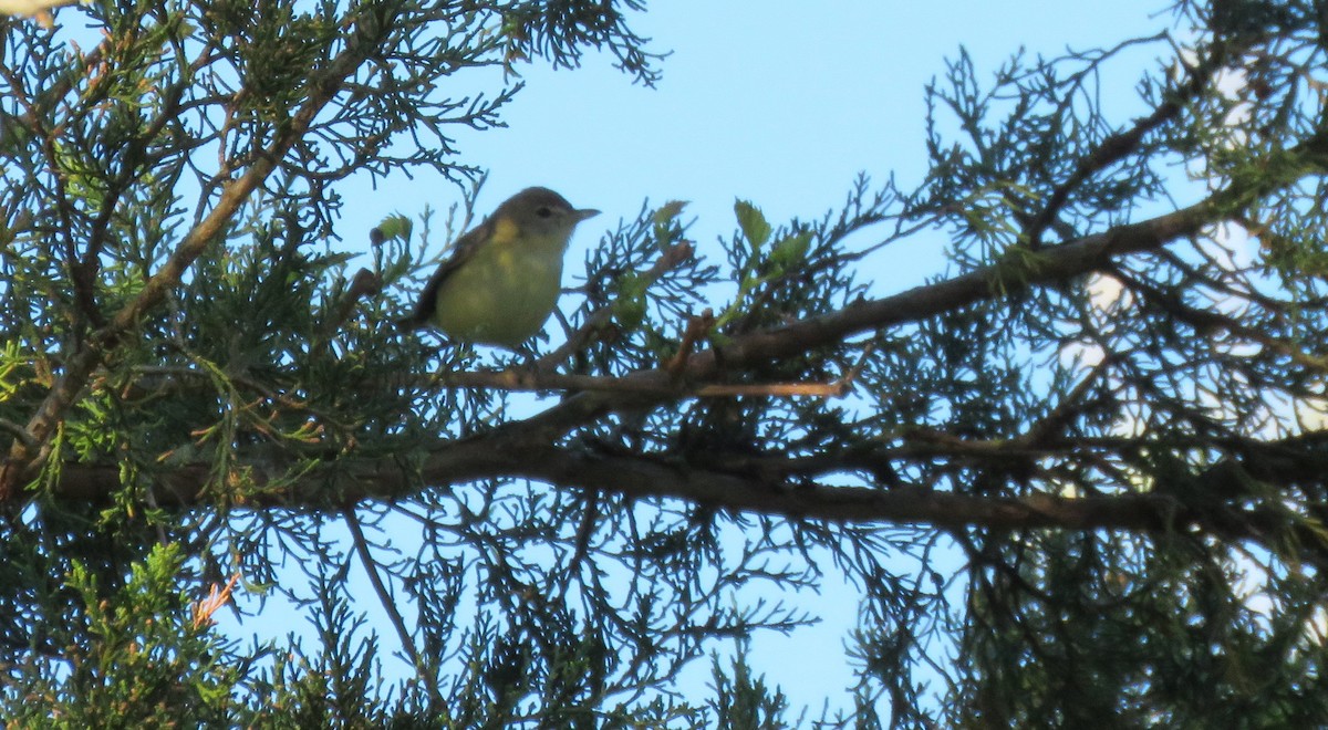 Bell's Vireo - ML334525491