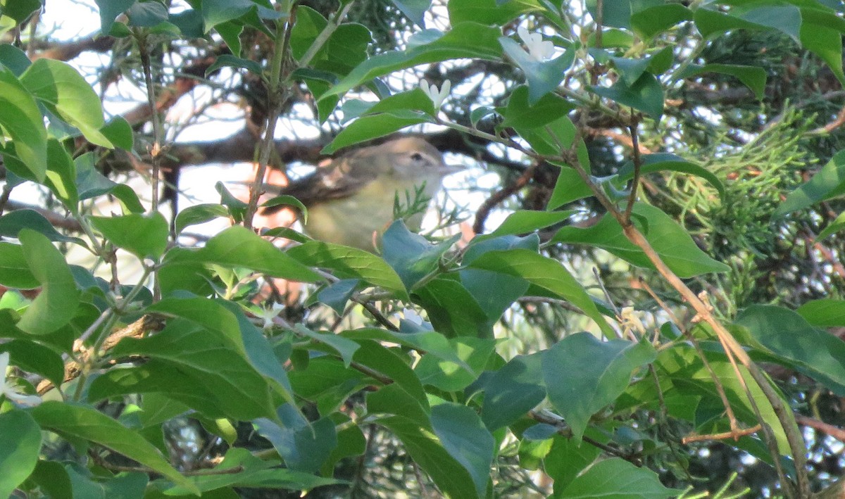 Bell's Vireo - ML334525511