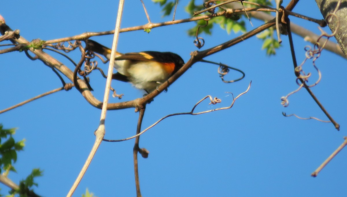 American Redstart - ML334525621