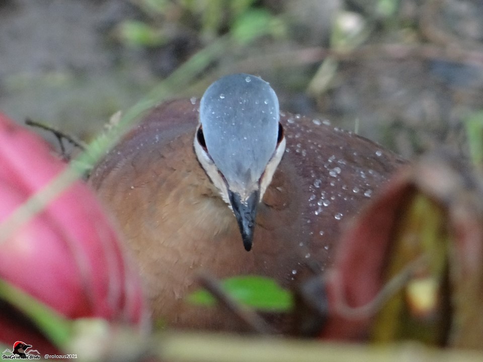 Chiriqui Quail-Dove - ML334525711