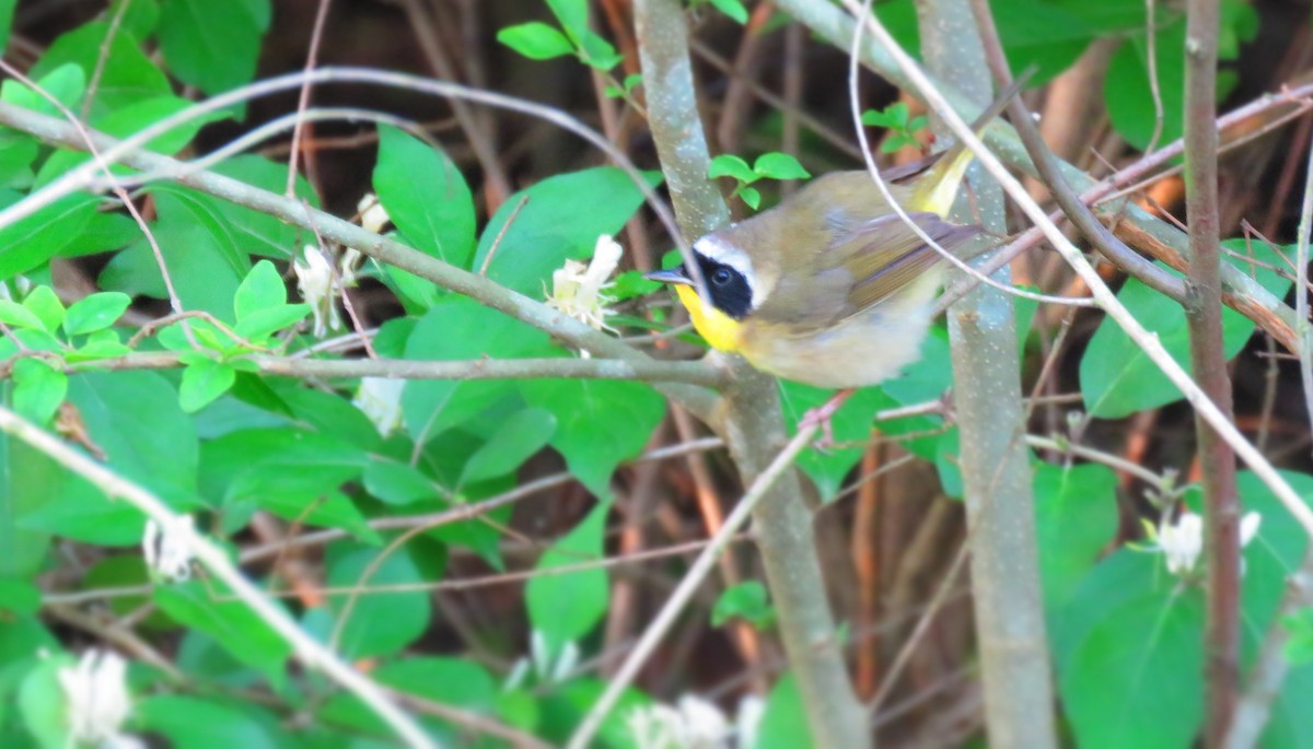 Common Yellowthroat - ML334525731