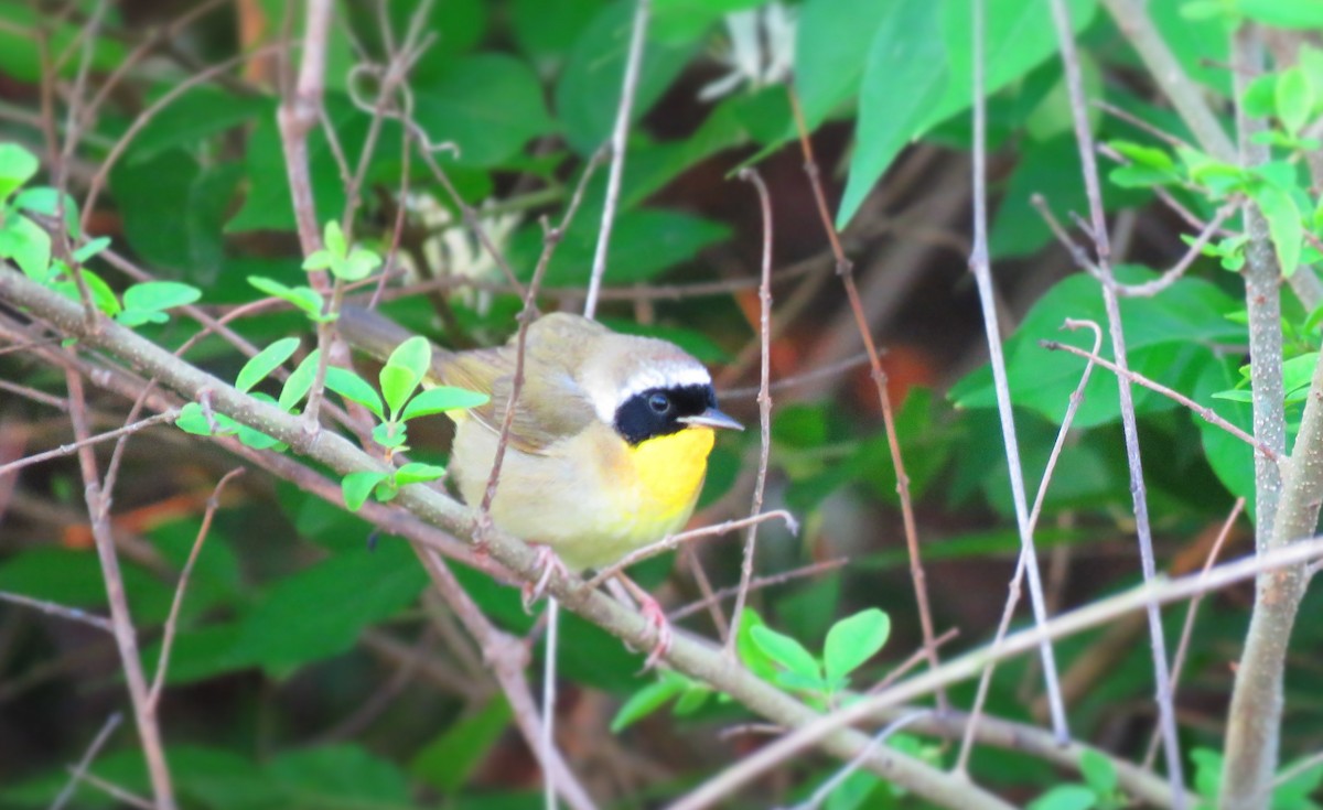 Common Yellowthroat - ML334525761