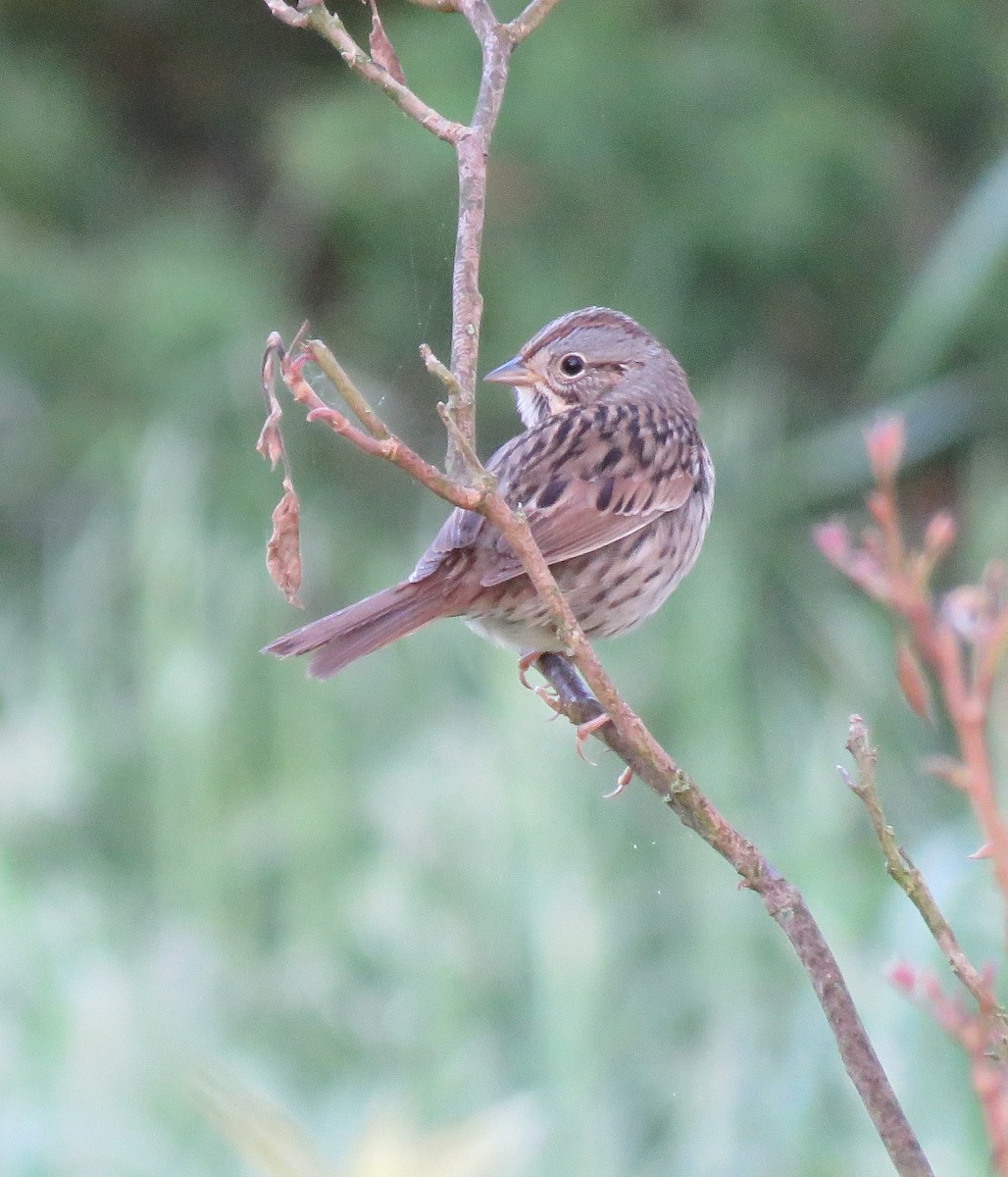 Lincoln's Sparrow - ML334525821