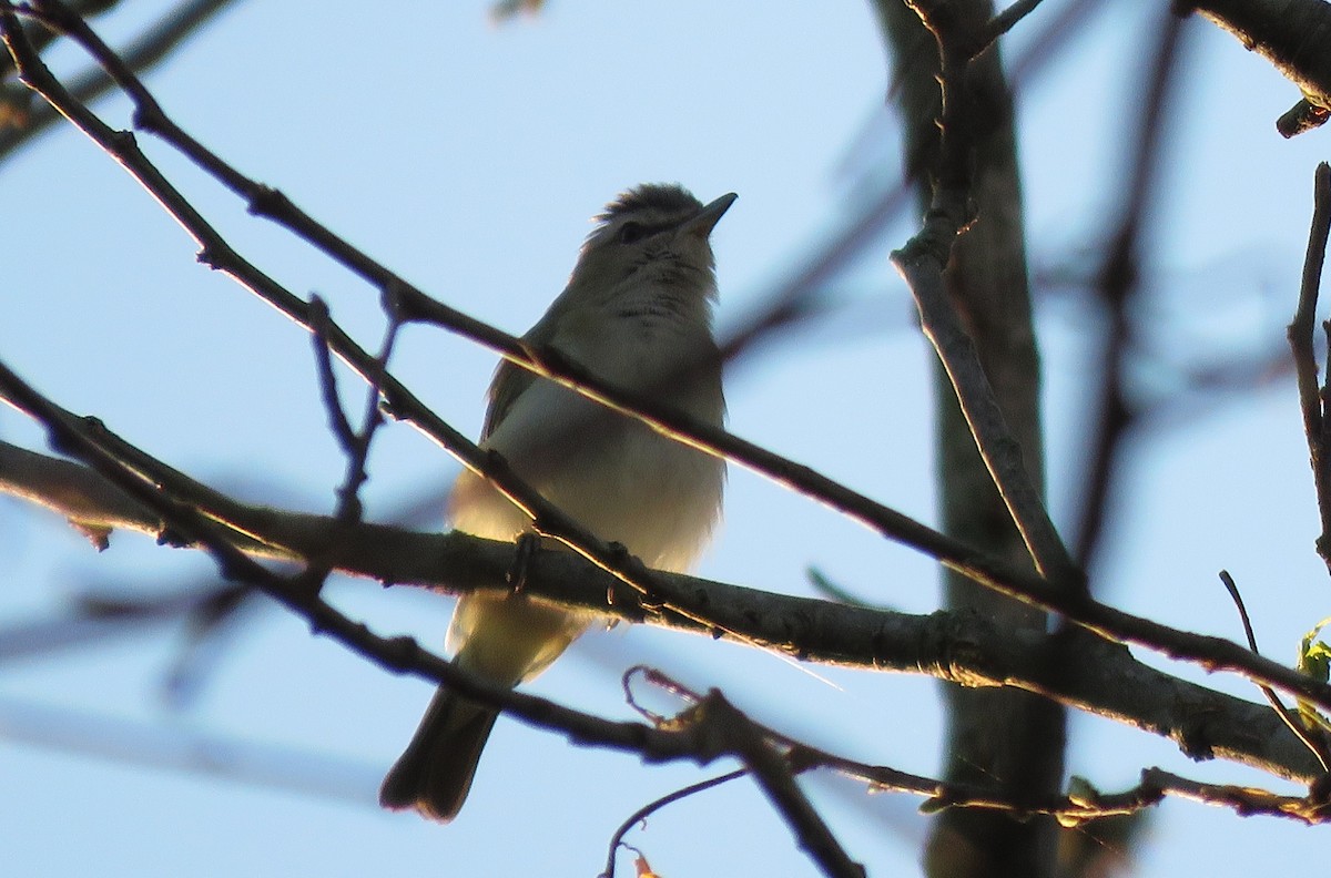 Red-eyed Vireo - ML334525881