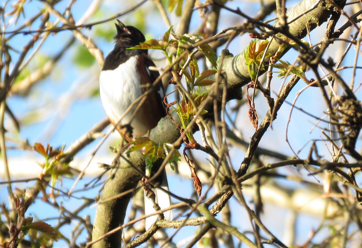 Eastern Towhee - ML334525971