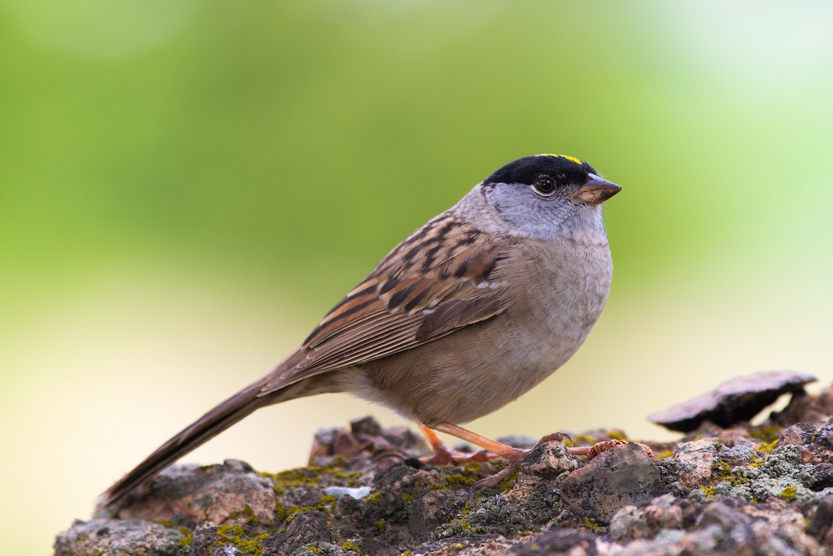 Bruant à couronne dorée - ML334526001