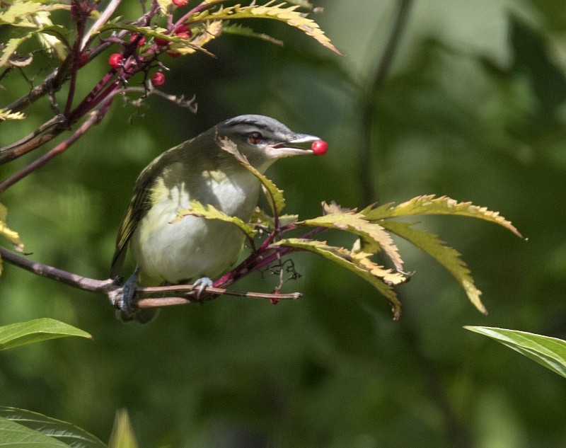 Red-eyed Vireo - ML33452691