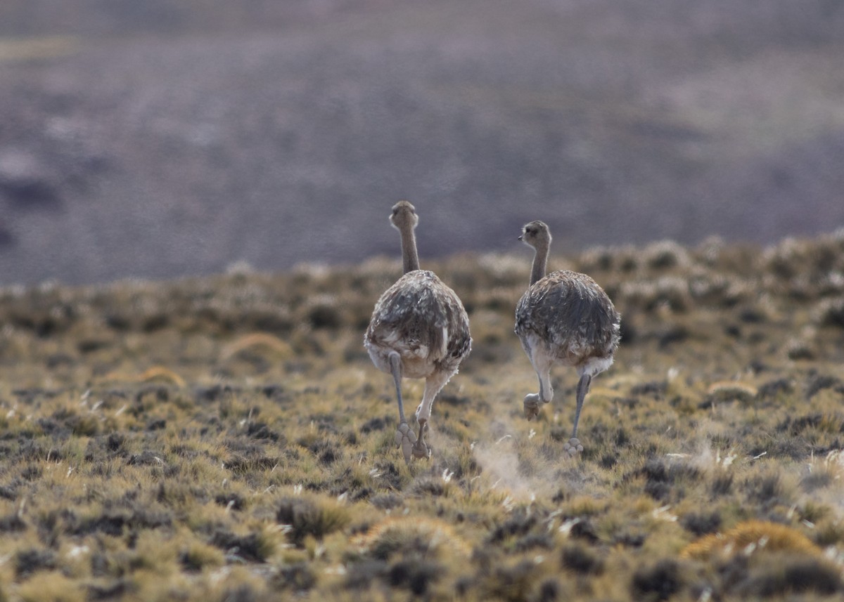 Lesser Rhea - ML334527521