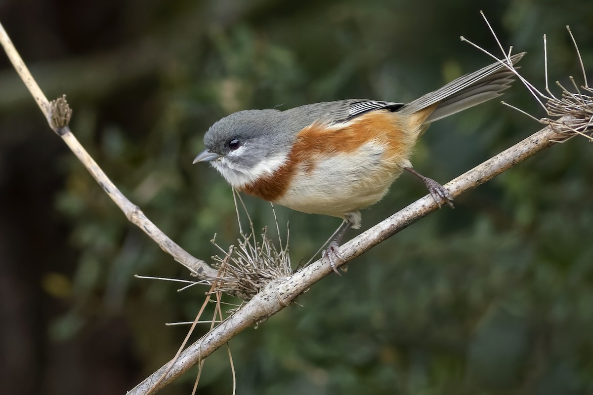 Bay-chested Warbling Finch - ML334527681