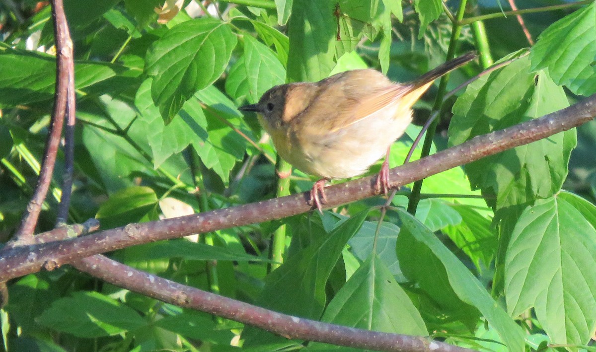 Common Yellowthroat - ML334528031