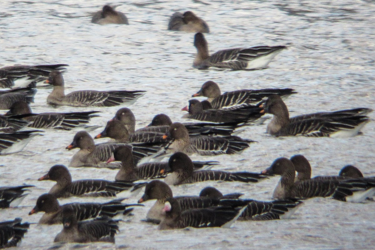 Lesser White-fronted Goose - ML334528151