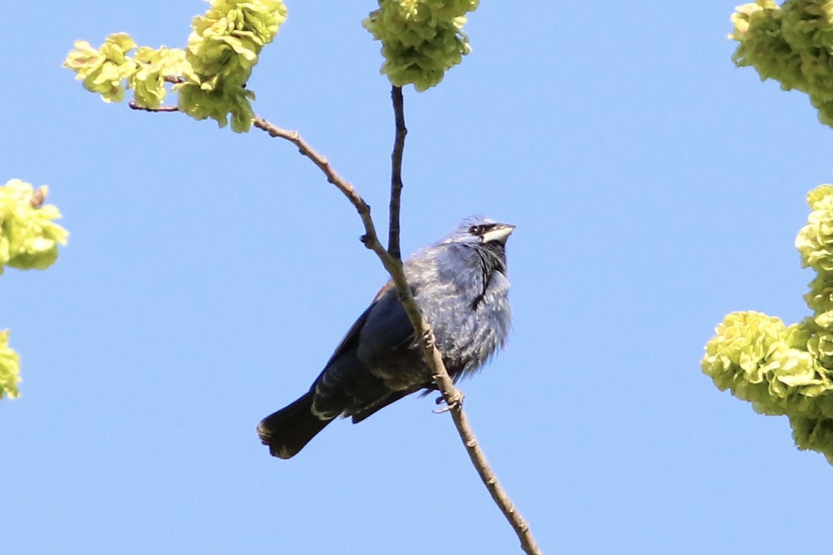 Blue Grosbeak - Max Epstein