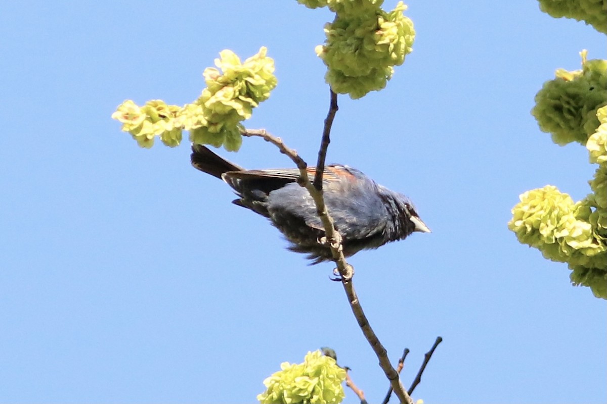 Blue Grosbeak - Max Epstein