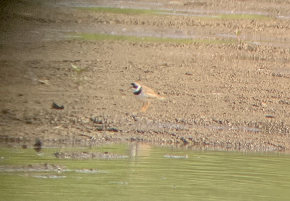 Semipalmated Plover - ML334529051