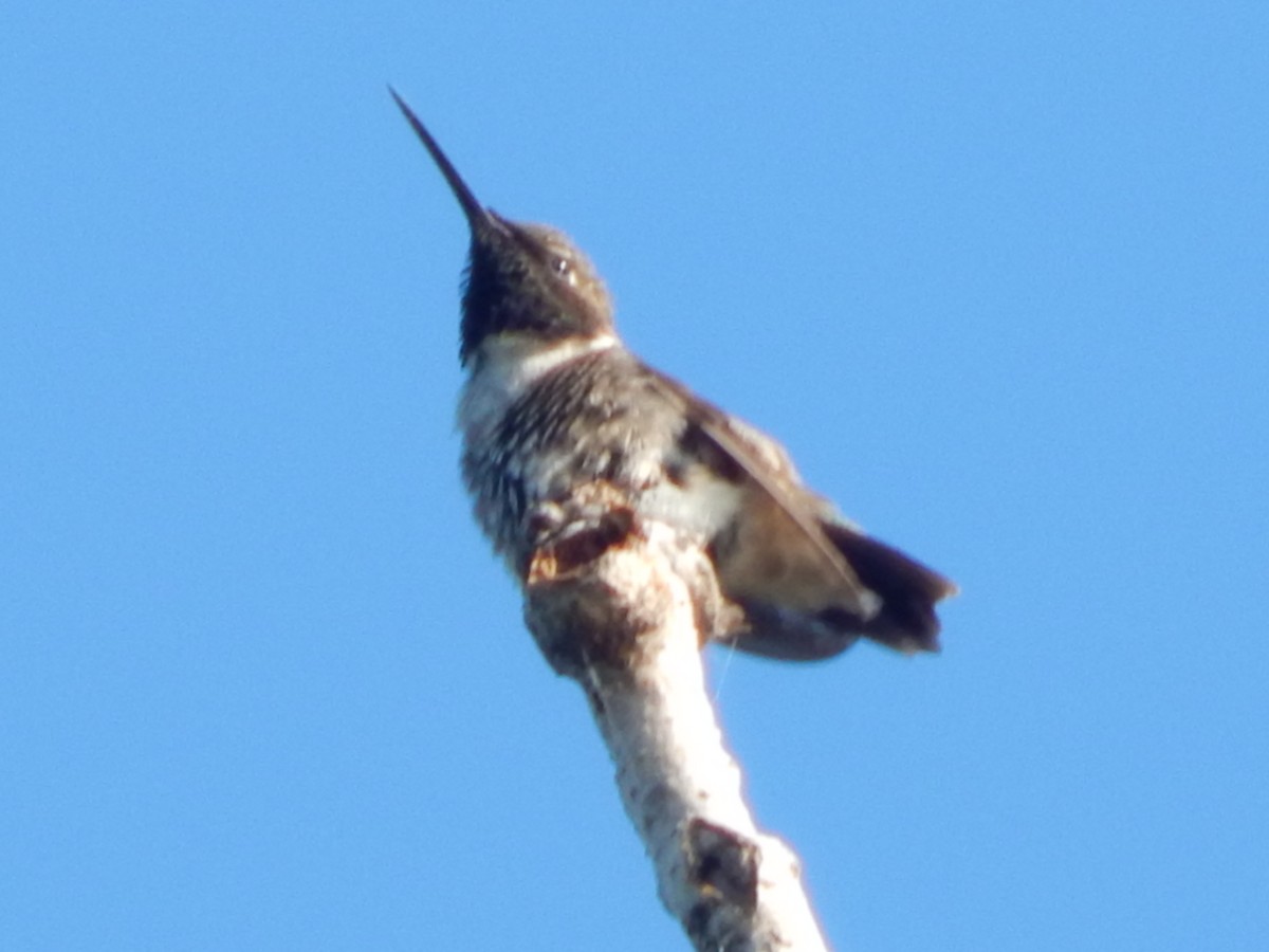 Ruby-throated Hummingbird - ML334529631